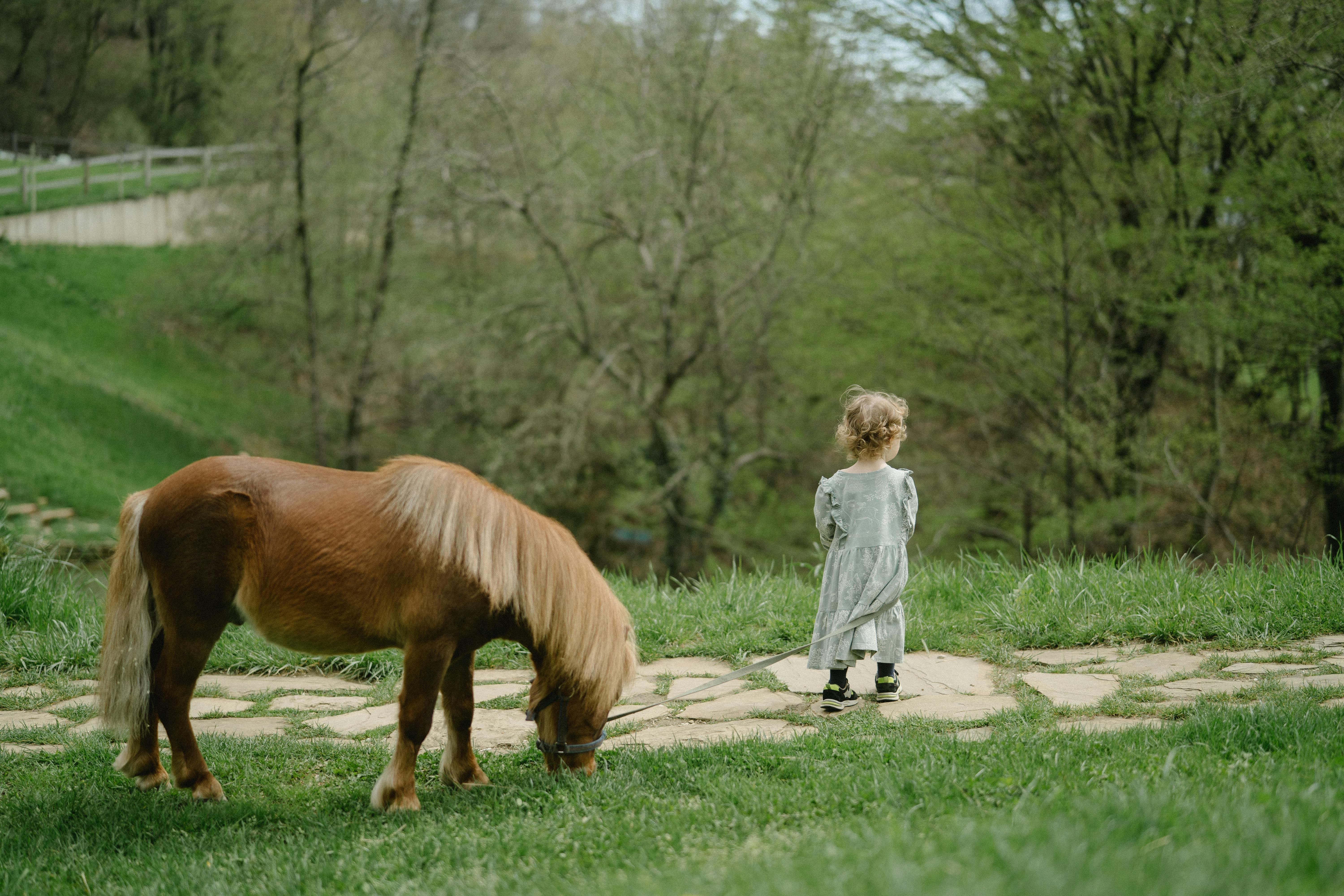 Pony grast auf einer Wiese rund um Bad Wimpfen