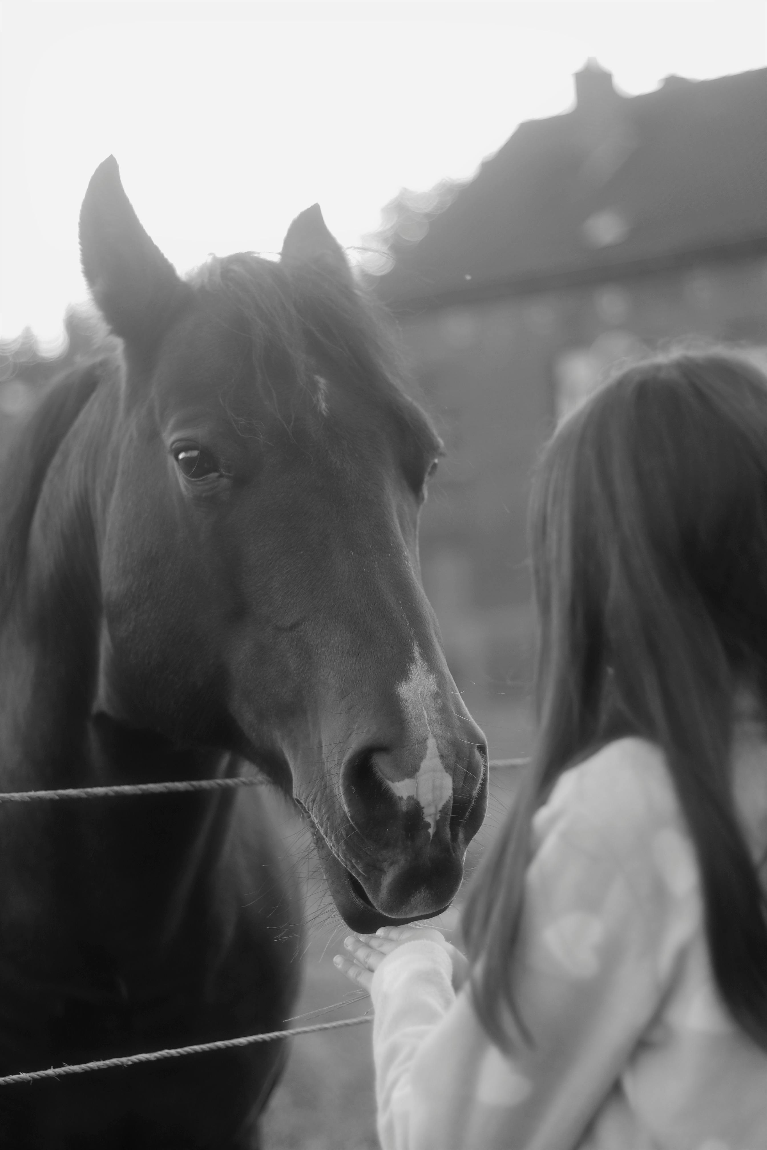 Pferd schnuppert an Kinderhand